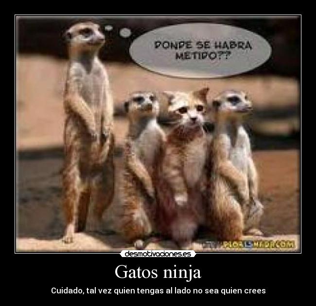 Gatos ninja - Cuidado, tal vez quien tengas al lado no sea quien crees