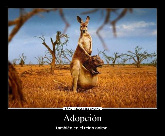 Adopción - 