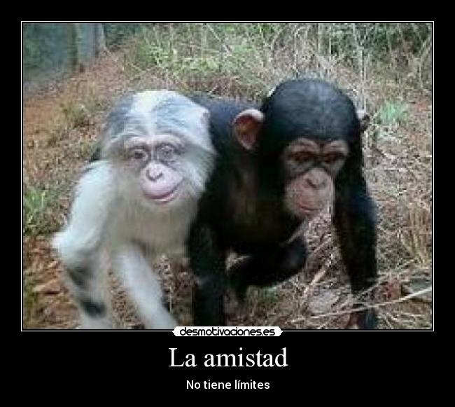 La amistad - 