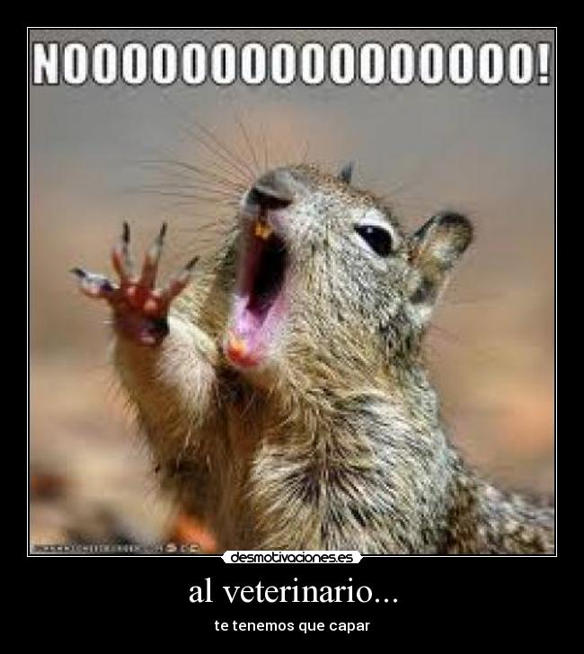 al veterinario... - 