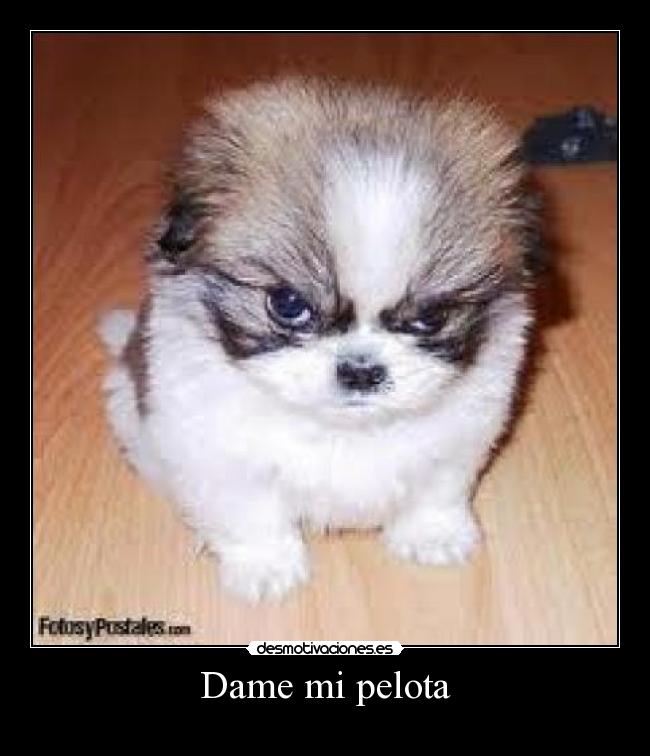 Dame mi pelota -