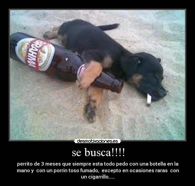 se busca!!!! - perrito de 3 meses que siempre esta todo pedo con una botella en la
mano y con un porrin toso fumado, excepto en ocasiones raras con
un cigarrillo.....