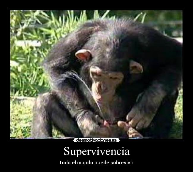 Supervivencia -