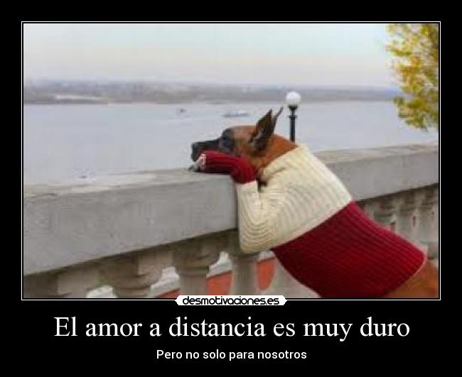 carteles amor distancia perro amor perdido horizonte pobrecito vestido con jersey rojo que mono que chulo quiero desmotivaciones