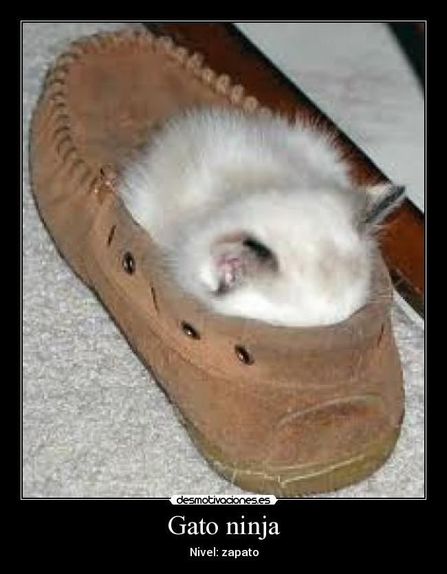 carteles gatosninja desmotivaciones