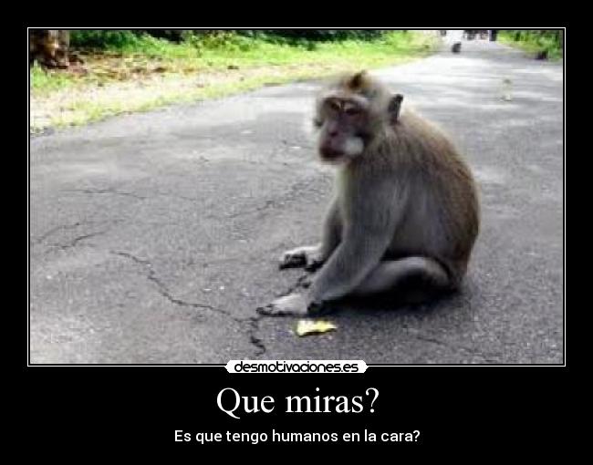 Que miras? - 