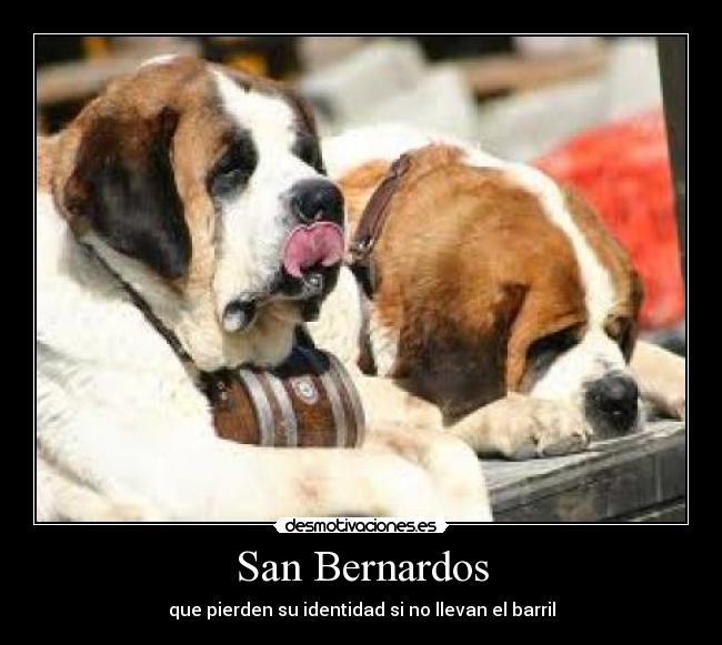 San Bernardos -