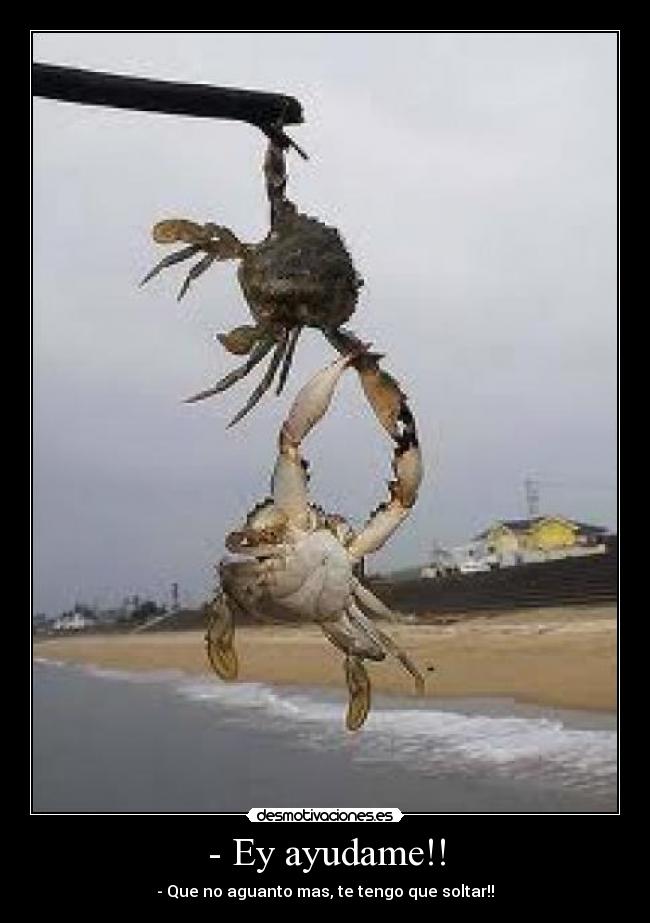 carteles cangrejos desmotivaciones