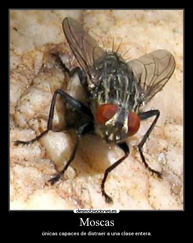 Moscas - 