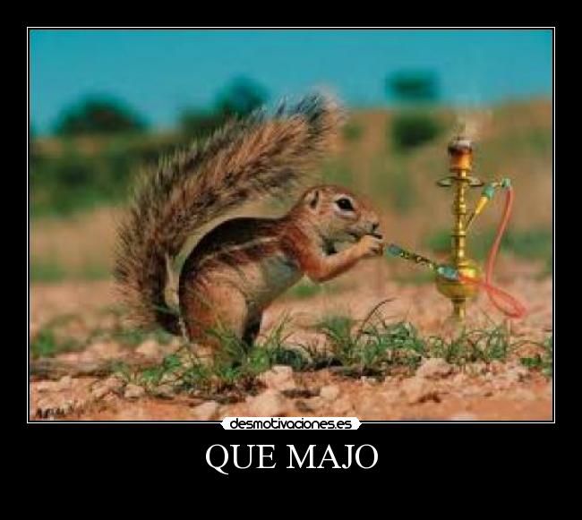 QUE MAJO -