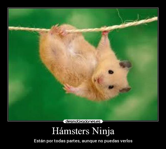Hámsters Ninja - Están por todas partes, aunque no puedas verlos