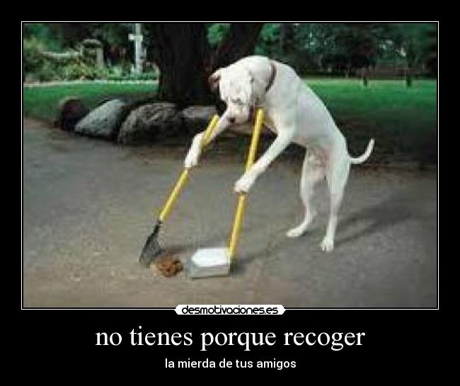 no tienes porque recoger -