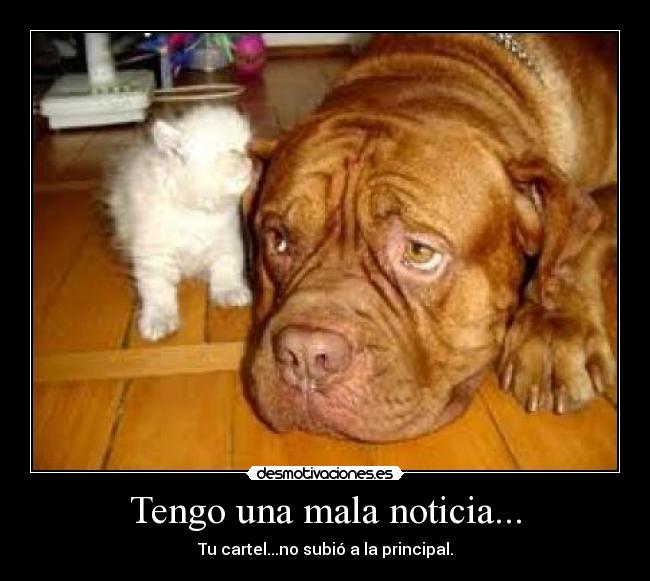 carteles gato perro desmotivaciones