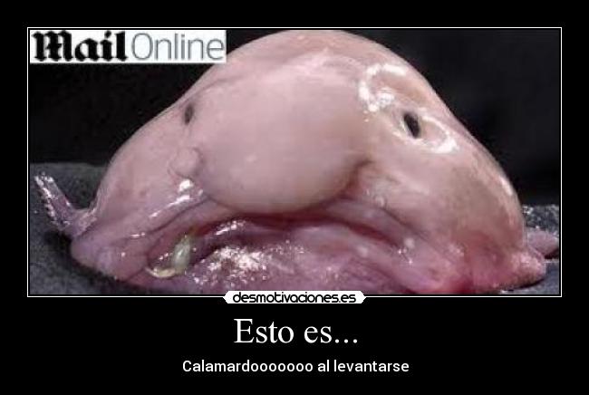 Esto es... - Calamardooooooo al levantarse