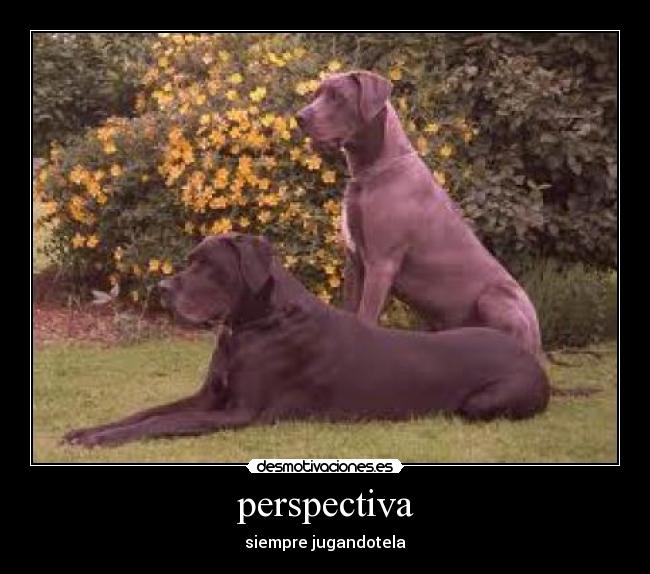 perspectiva - siempre jugandotela