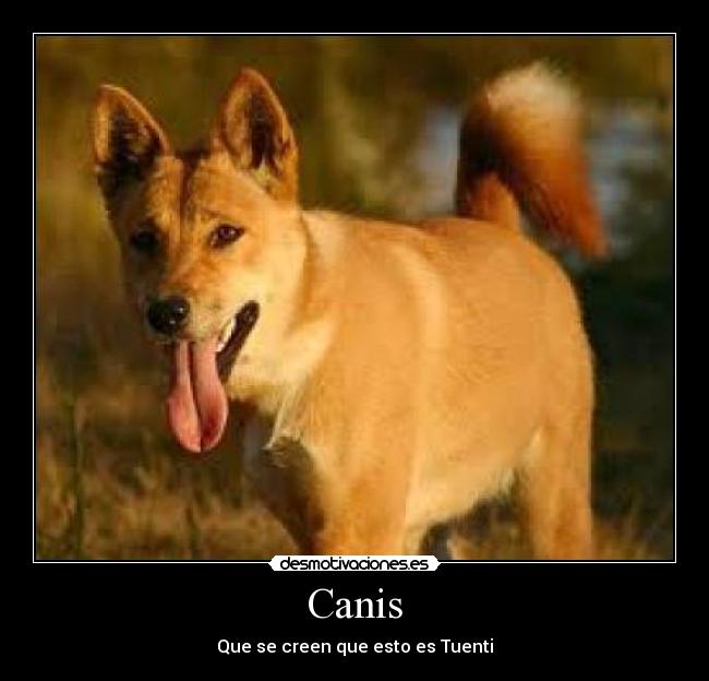 Canis - Que se creen que esto es Tuenti