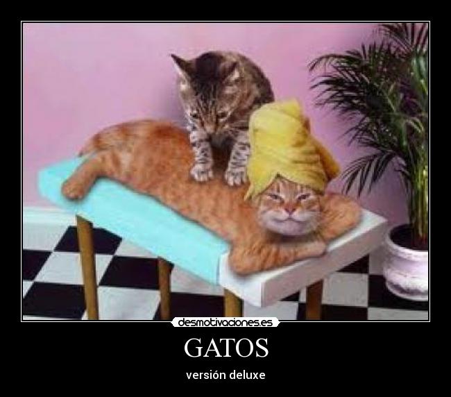 GATOS - versión deluxe