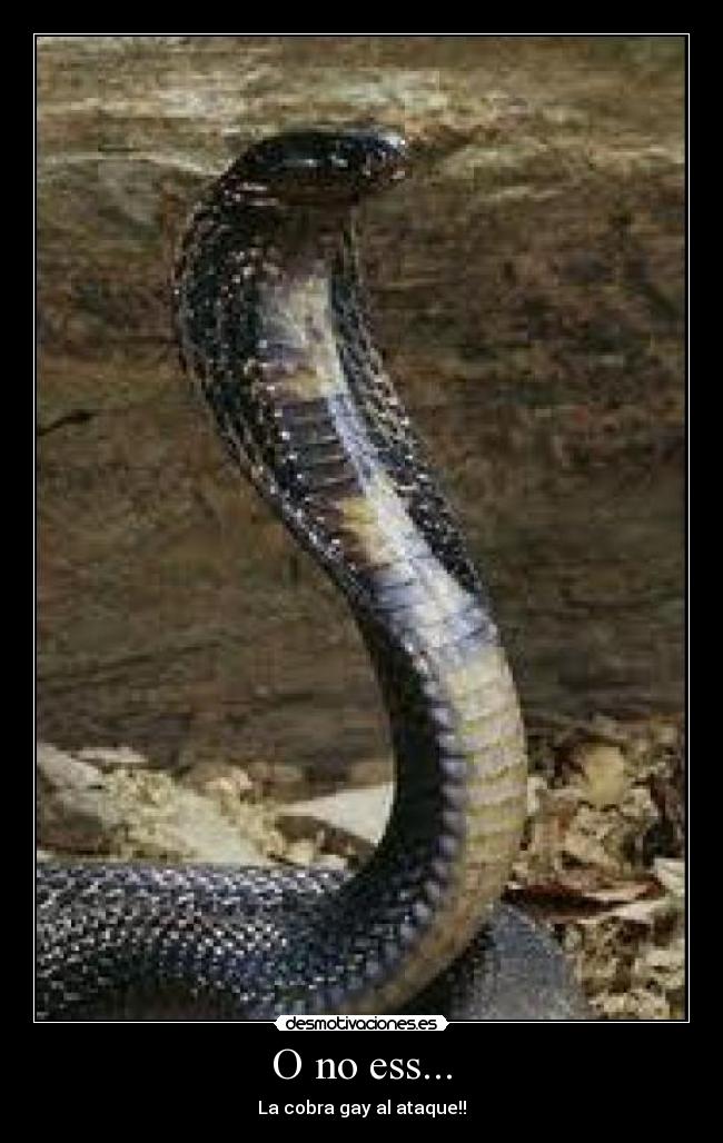 O no ess... - La cobra gay al ataque!!