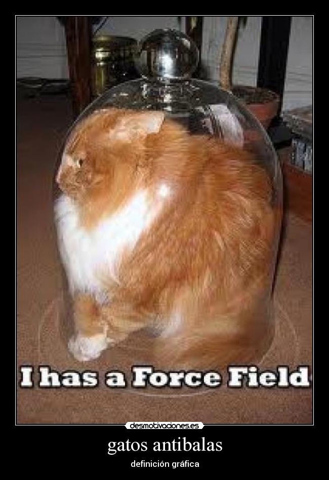 gatos antibalas - 