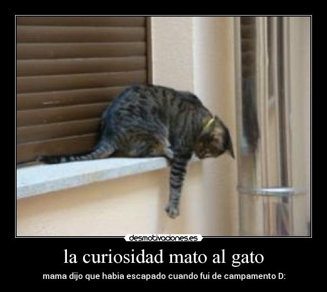 la curiosidad mato al gato - mama dijo que habia escapado cuando fui de campamento D: