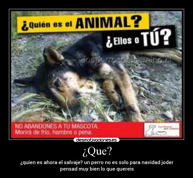 ¿Que? - ¿quien es ahora el salvaje? un perro no es solo para navidad joder
pensad muy bien lo que quereis