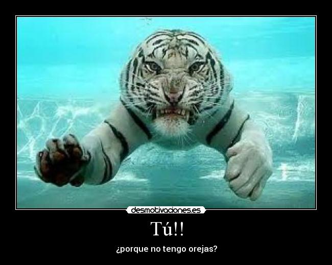 carteles tigre desmotivaciones