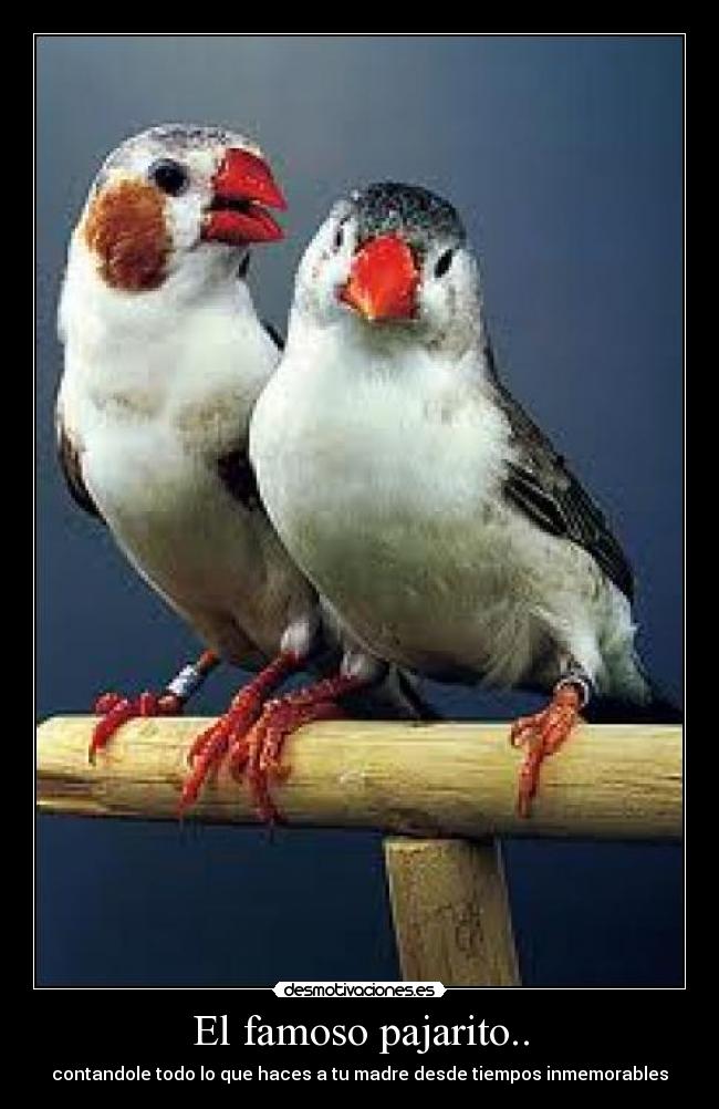 carteles pajarito desmotivaciones