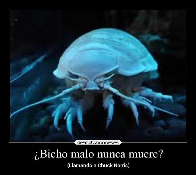 ¿Bicho malo nunca muere? - 