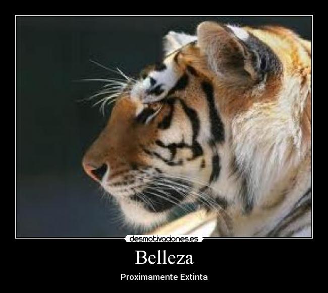 Belleza - 