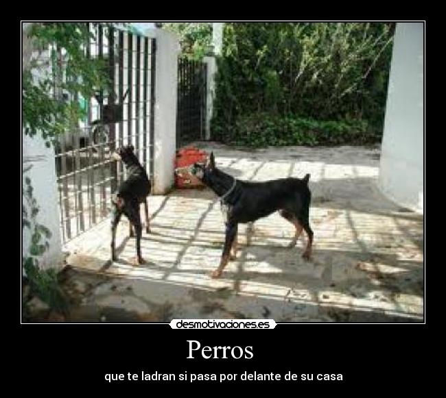 Perros  - que te ladran si pasa por delante de su casa