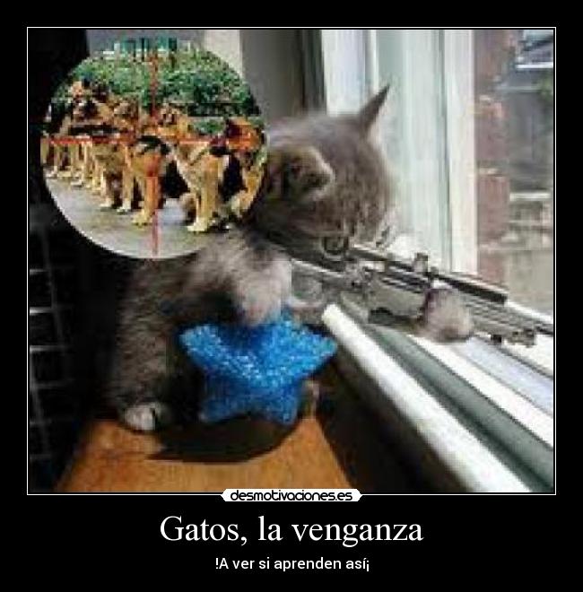 Gatos, la venganza - !A ver si aprenden así¡