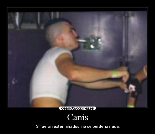 Canis - 