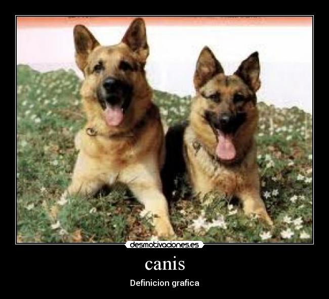 canis - 