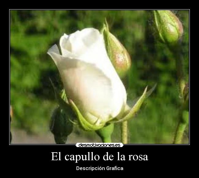 El capullo de la rosa - 
