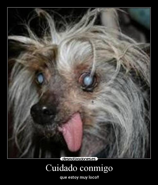 carteles perro desmotivaciones