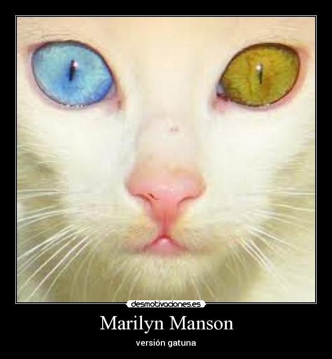 Marilyn Manson - versión gatuna
