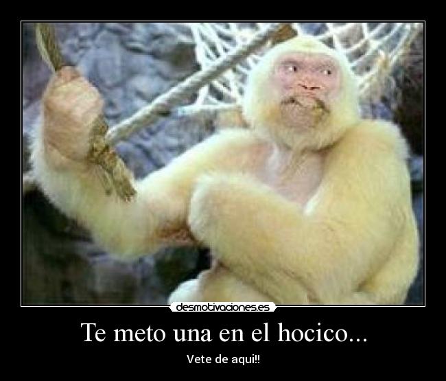 Te meto una en el hocico... - Vete de aqui!!