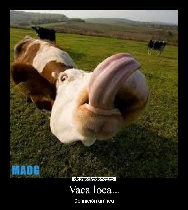 carteles vaca loca desmotivaciones