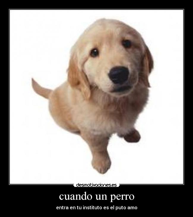 cuando un perro - 