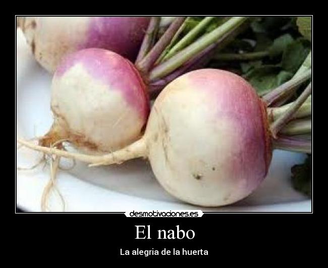 El nabo - La alegria de la huerta