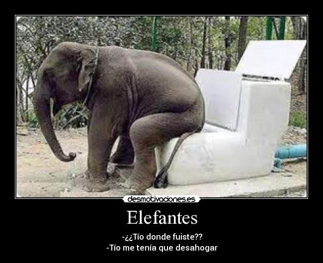 Elefantes - -¿¿Tío donde fuiste??
-Tío me tenía que desahogar