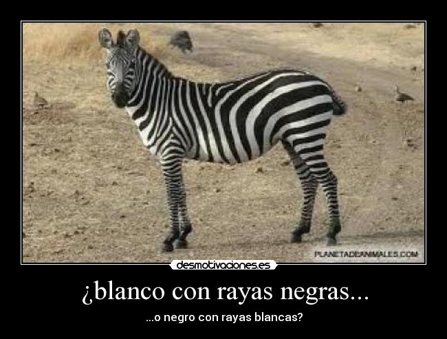 ¿blanco con rayas negras... -