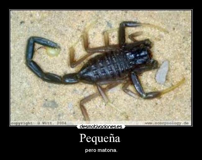 Pequeña - pero matona.