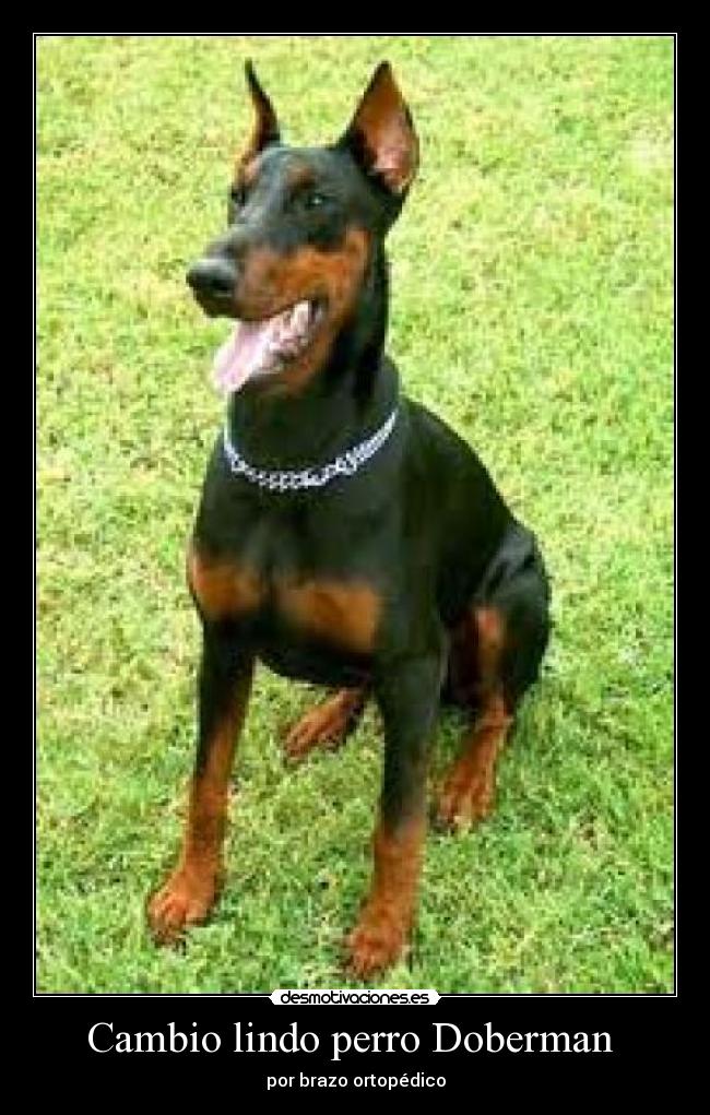 Cambio lindo perro Doberman  - 