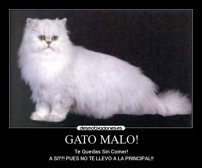 GATO MALO! -