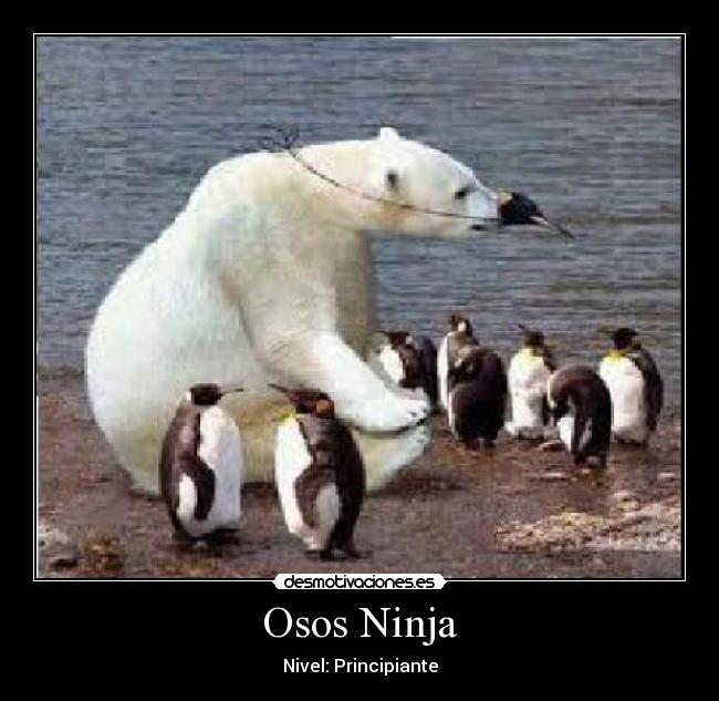 Osos Ninja - 