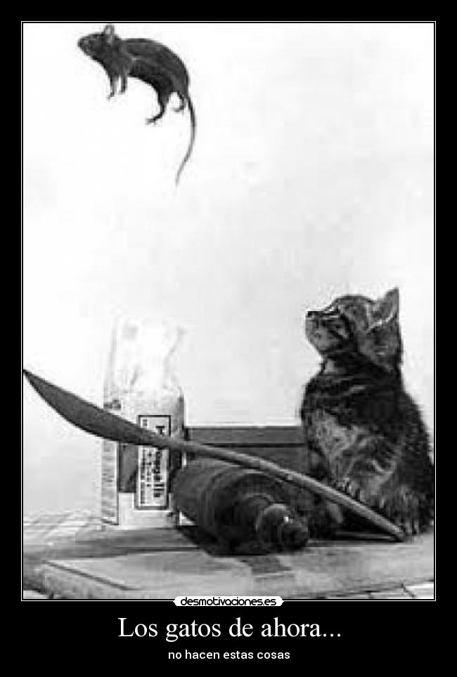 Los gatos de ahora... - no hacen estas cosas