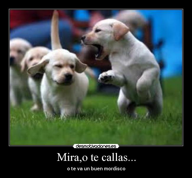 Mira,o te callas... - 