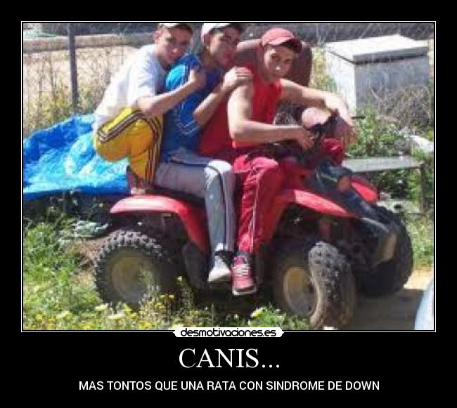 CANIS... - MAS TONTOS QUE UNA RATA CON SINDROME DE DOWN