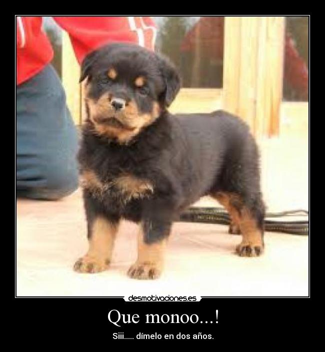 Que monoo...! - 